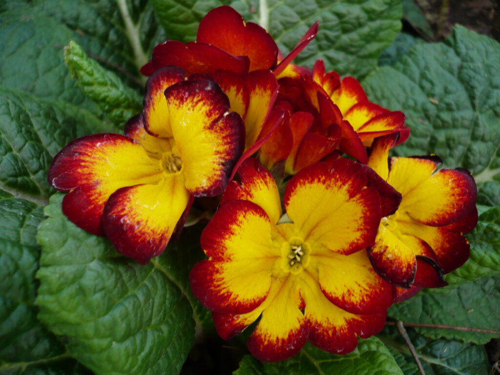 Quais as melhores flores para ambientes internos?