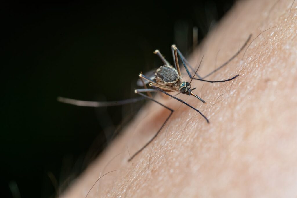 Quem está com dengue tem que ficar isolado