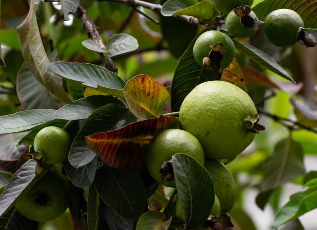 significa sonhar com comer frutas